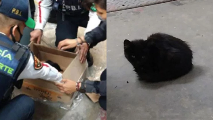 Rescatan a gatito atrapado en vías de la estación Merced del Metro CDMX
