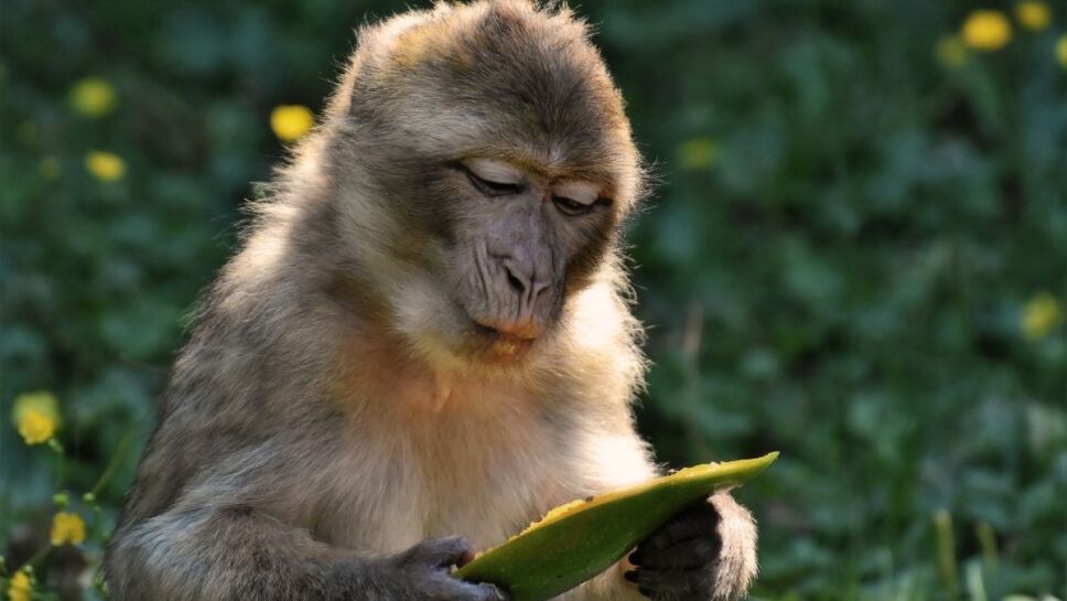 Mono, ladrillo, India 2.jpg