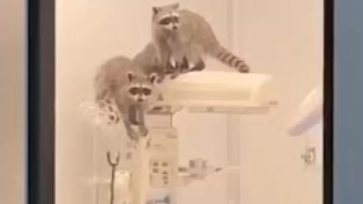 Mapaches en el ISSSTE