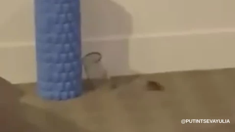 Rat&oacute;n en habitaci&oacute;n de Yulia Putintseva 