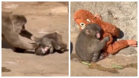 VIDEO_-Rechazan-de-nuevo-a-_Punch__-el-mono-que-encontró-consuelo-en-un-peluche_-claman-por-adopción.webp