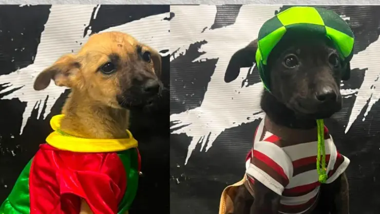Perritos