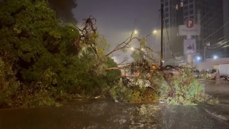 ¡Se libra de la muerte! Hombre se salvó de morir aplastado por un árbol tras tormenta en Zona Metropolitana de Guadalajara
