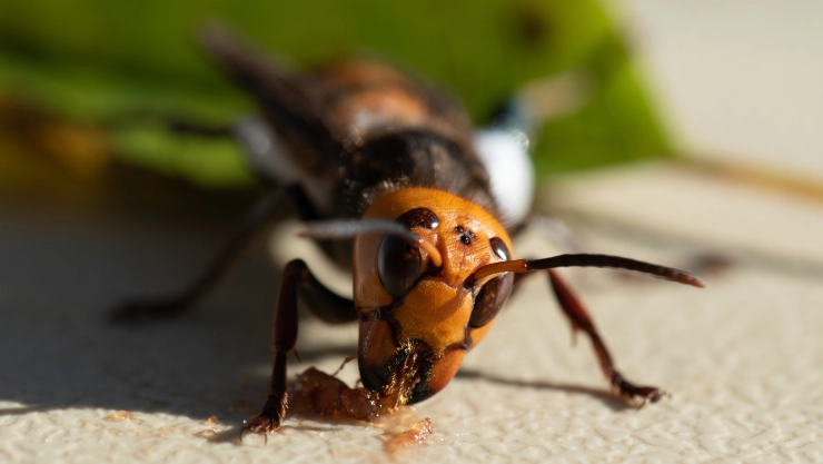 Localizan primer nido de avispones gigantes asiáticos en EUA