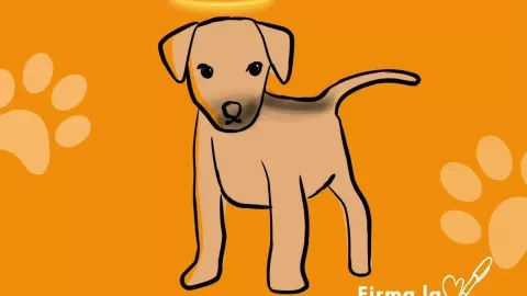 justicia para huellitas puebla