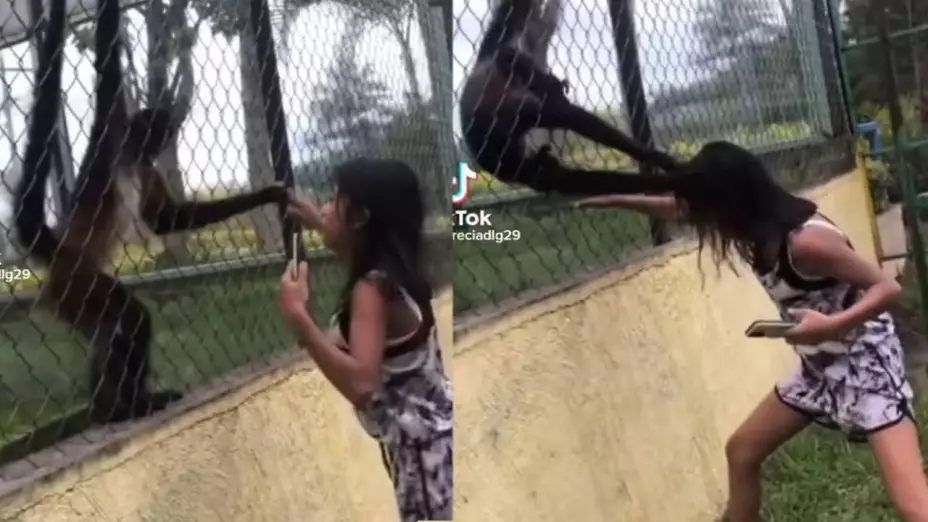 Ataque Mono Araña.jpg