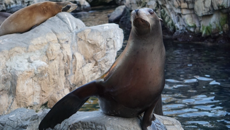 Leones marinos en su hábitat.