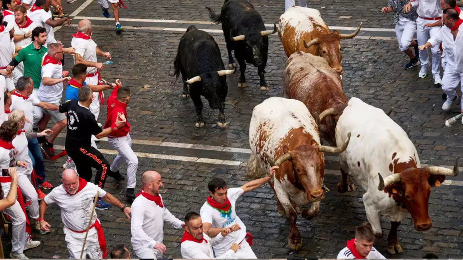 Toros en el primer día de encierros en las fiestas de San Fermín.