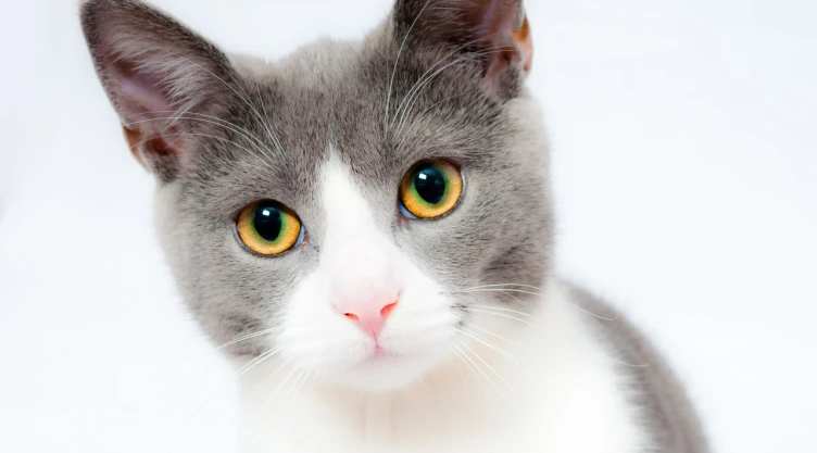 Rescatan a mil gatos que iban a sacrificar para vender su carne