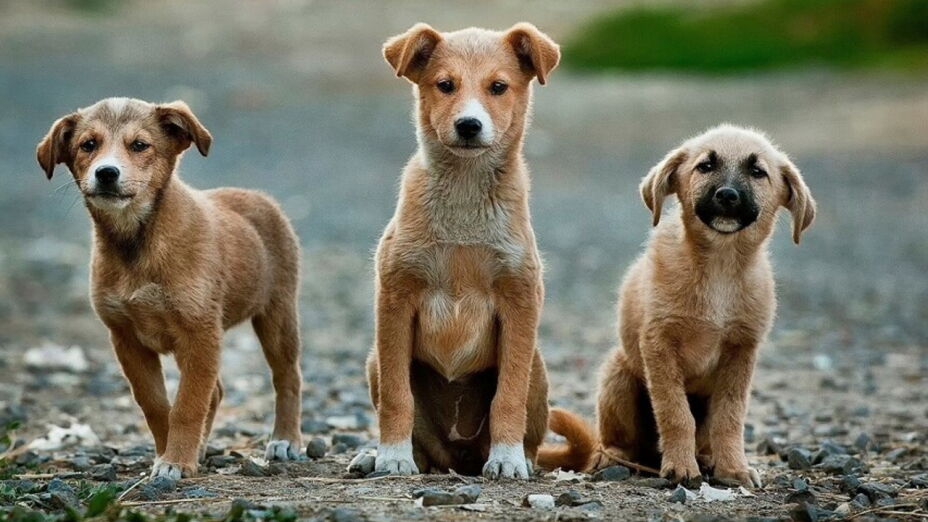 Perritos mestizos