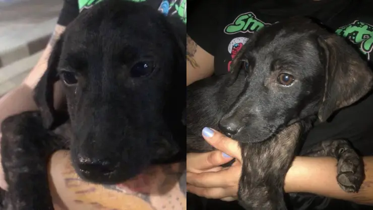 perrita rescatada feria ixma