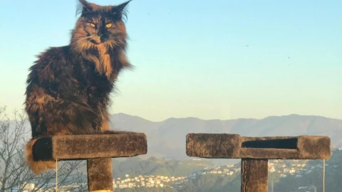 La emotiva historia de Mittens, la gatita viajera que recorrió 3 vuelos internacionales en 24 horas