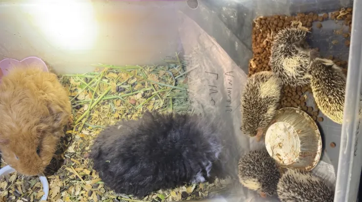 Entre los ejemplares hallaron especies protegidas