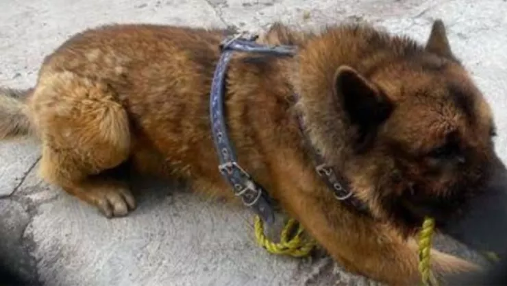 Perrito Kuko en el suelo, aún con un cacho de la soga con la que lo amarraron