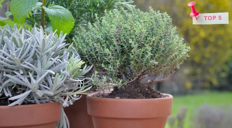 5 plantas aromáticas para repeler insectos y aromatizar tu casa naturalmente.jpg