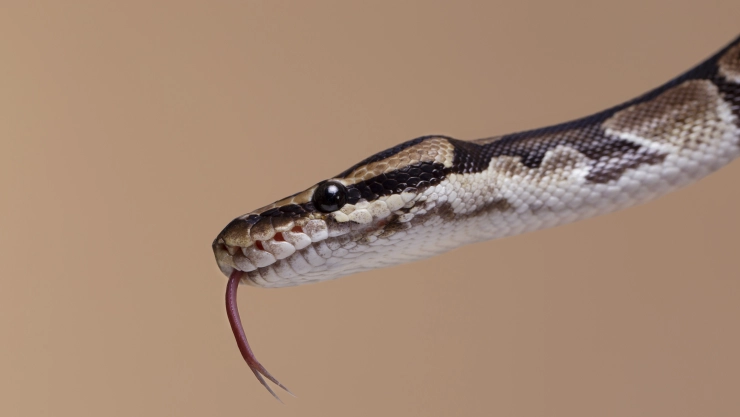 Serpiente