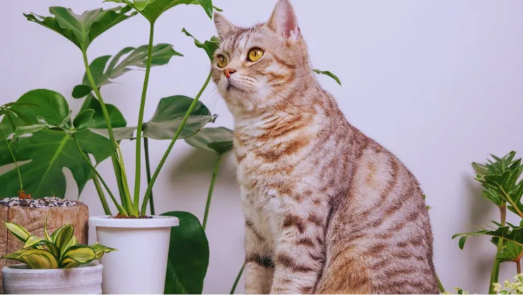Cuál es la mejor planta para decorar tu casa si tienes mascotas