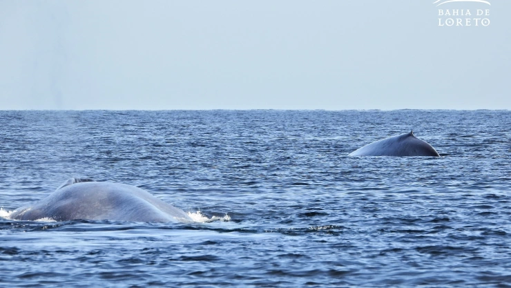 Llegan las primeras ballenas azules a Baja California Sur