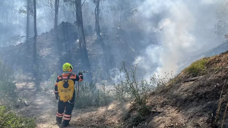 Incendio chapultepec