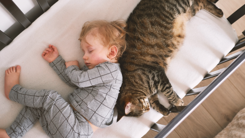 día internacional del gato 