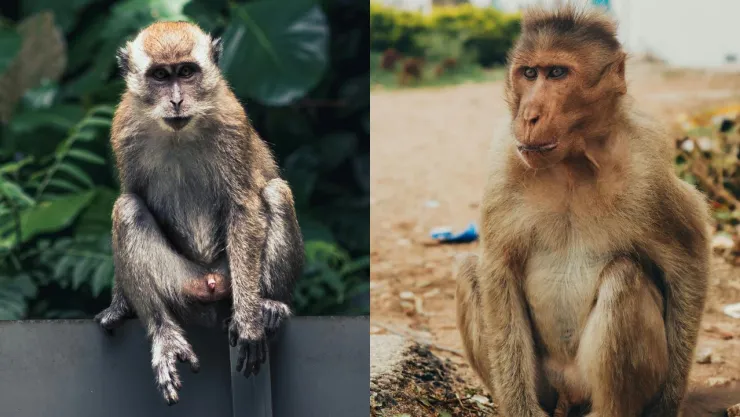 Monos secuestran y matan a bebé tras arrojarlo al agua en India