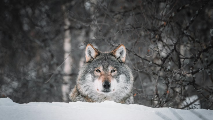 LOBO GRIS CALIFORNIA.png