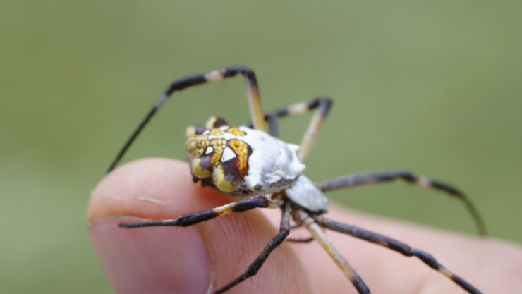 araña plateada indomable x naturaleza