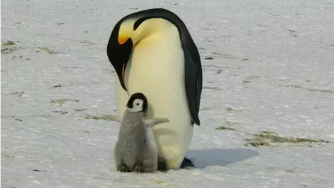 pinguino covid 19.jpg