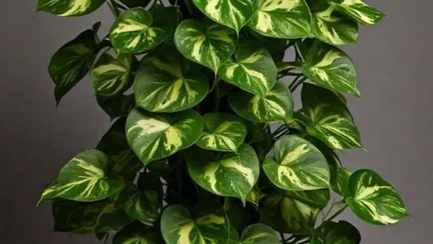5 plantas de interior pequeñas que puedes poner en la sala o el dormitorio: se ven realmente aesthetic