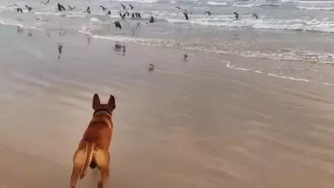 solovino, el perro prtoge tortugas en tamaulipas.jpg