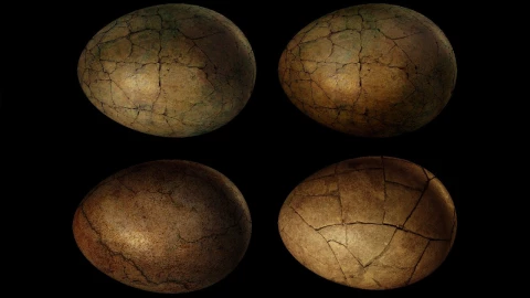 huevos_dinosaurio_argentina