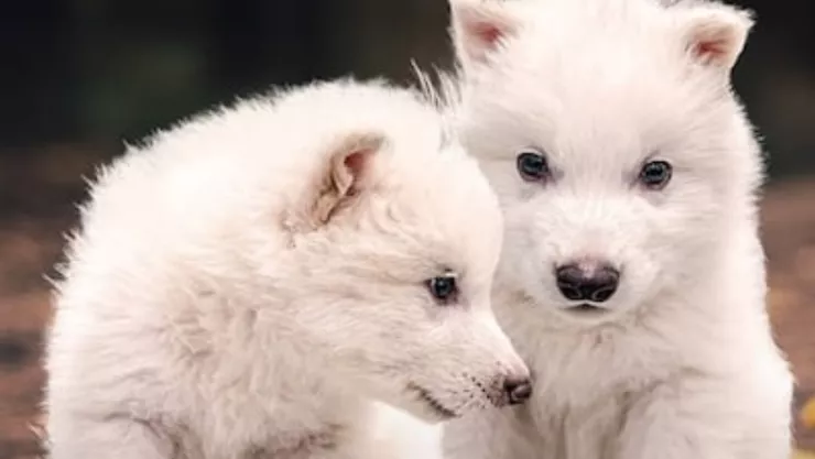 VIDEO | Nacen dos ejemplares de lobo terrible tras 10 mil años extintos; así es como lucen