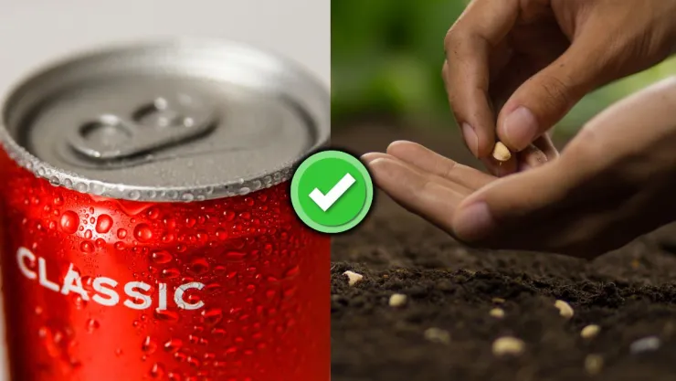 /estilo-de-vida/plantas-sembrar-latas-de-refresco-pequenas-maceta