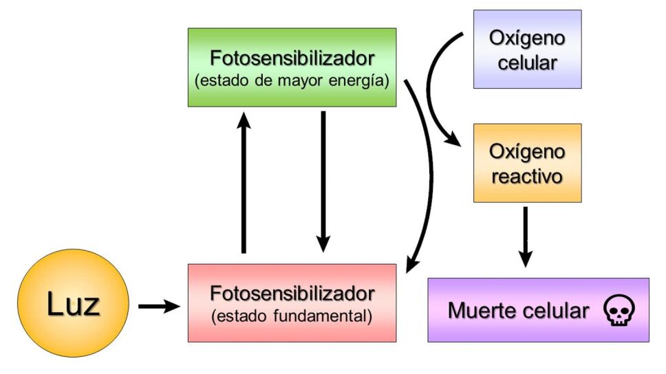 Mecanismo de acción de la terapia fotodinámica