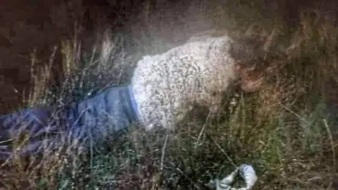 Disfrazado de OVEJA, preso intenta escapar de la cárcel