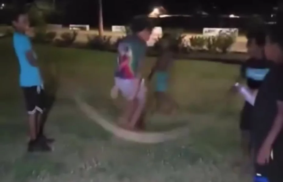 VIDEO | Niños usan serpiente pitón como cuerda para saltar en Australia