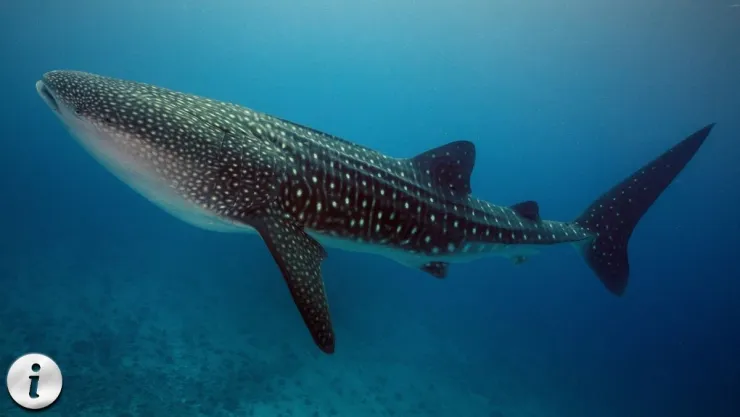 Tiburón ballena 5 datos fascinantes sobre el gigante del océano.jpg