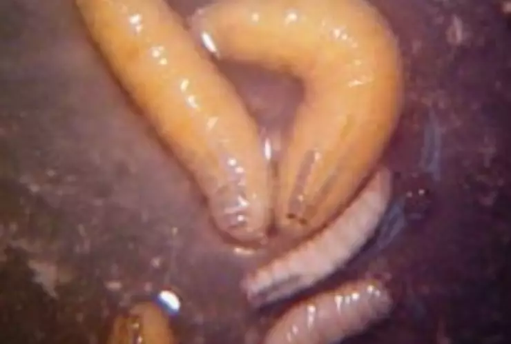 ¿Cómo se propaga el gusano barrenador en el entorno y qué puedo hacer para prevenirlo?