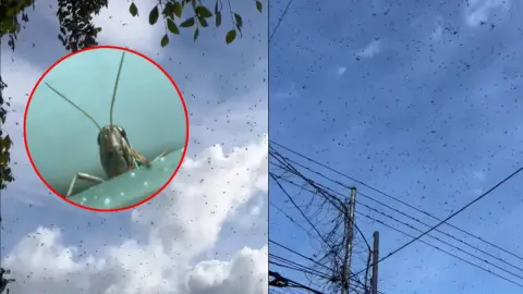 VIDEO_ Reportan plaga de langostas en Mérida; así fue el momento