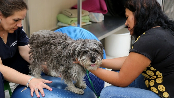 hospital veterinario CDMX mascotas