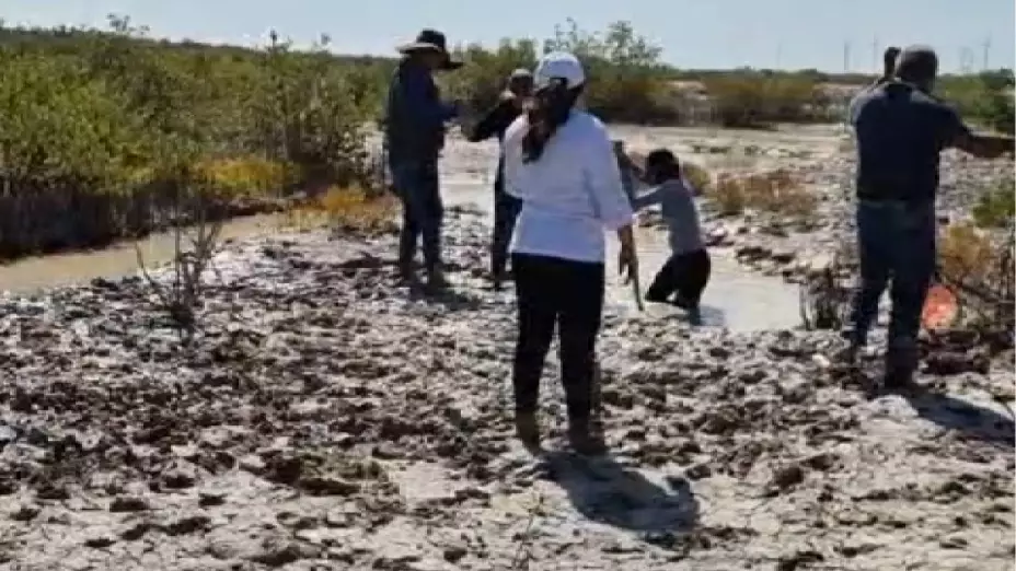 Reforestación de manglar en la costa Norte_ Más de 20 voluntarios trabajan en la reforestación