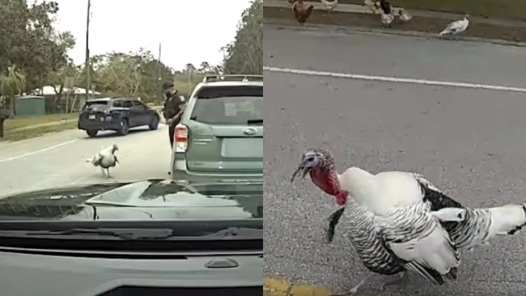 policia-pavo-estados-unidos