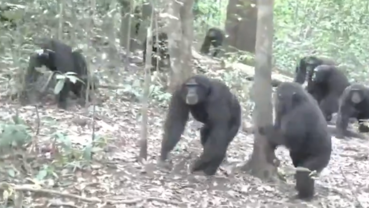 GUERRA CIVIL CHIMPS.png