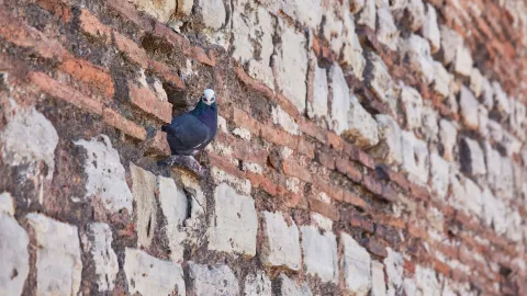 Padre dispara contra un ave y termina con la vida de su hija adolescente.jpg