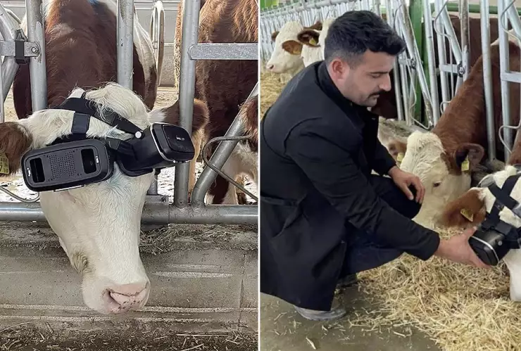 Vacas, realidad virtual, gafas 1.jpg