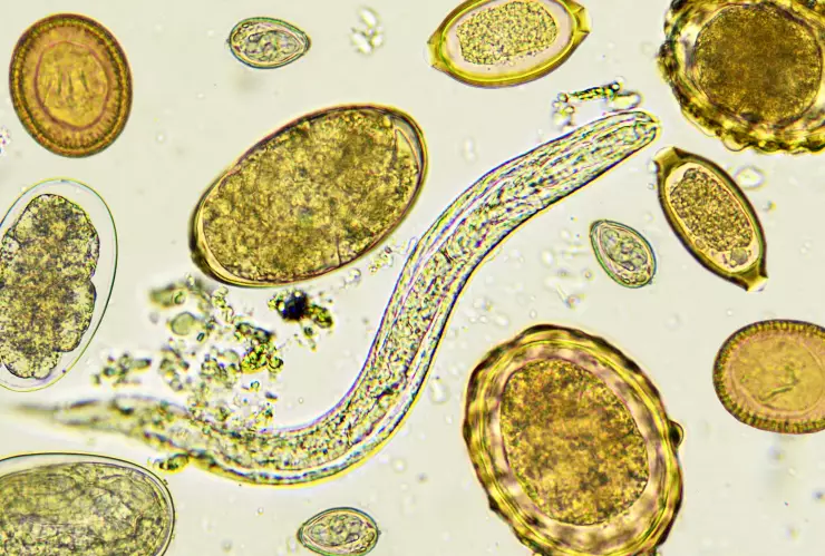 ¿Qué es el gusano barrenador y cómo evitar infecciones en humanos?