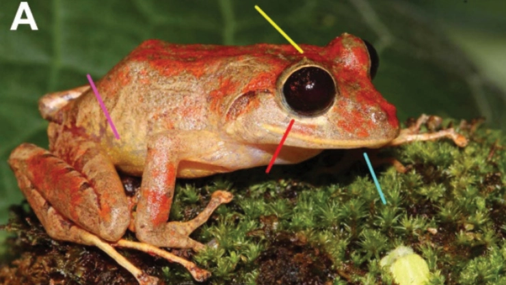 rana panama greta thunberg