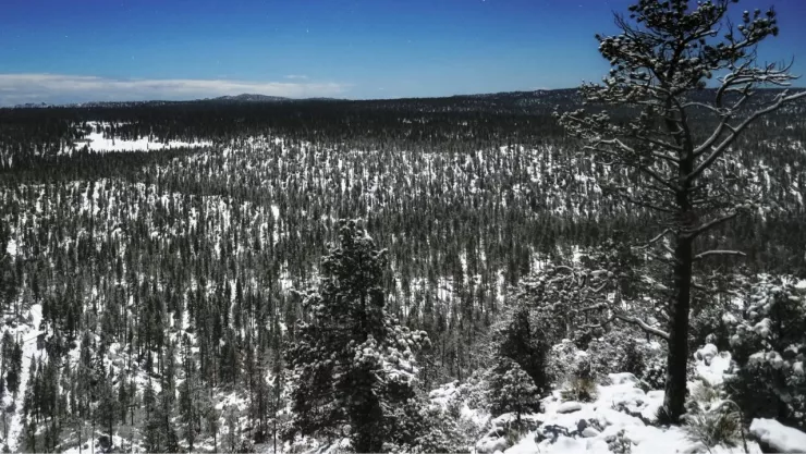 Caen nevadas en Parque Nacional Sierra de San Pedro Mártir el jueves 30 de enero de 2025 (VIDEO)
