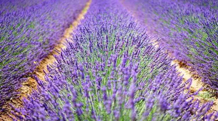 /estilo-de-vida/como-hacer-propia-lavanda-natural-aromatizar-hogar