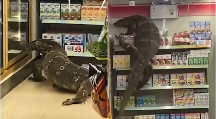 lagarto_tienda.jpg